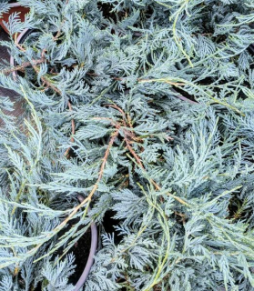 Juniperus horizontalis 'Balaton'